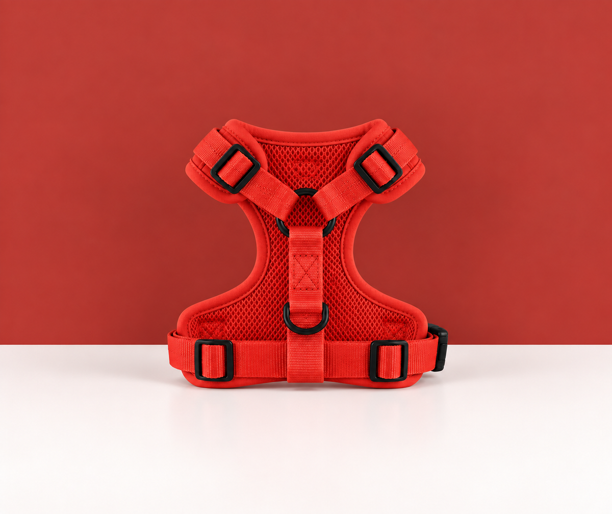 Lot rouge harnais, laisse et collier
